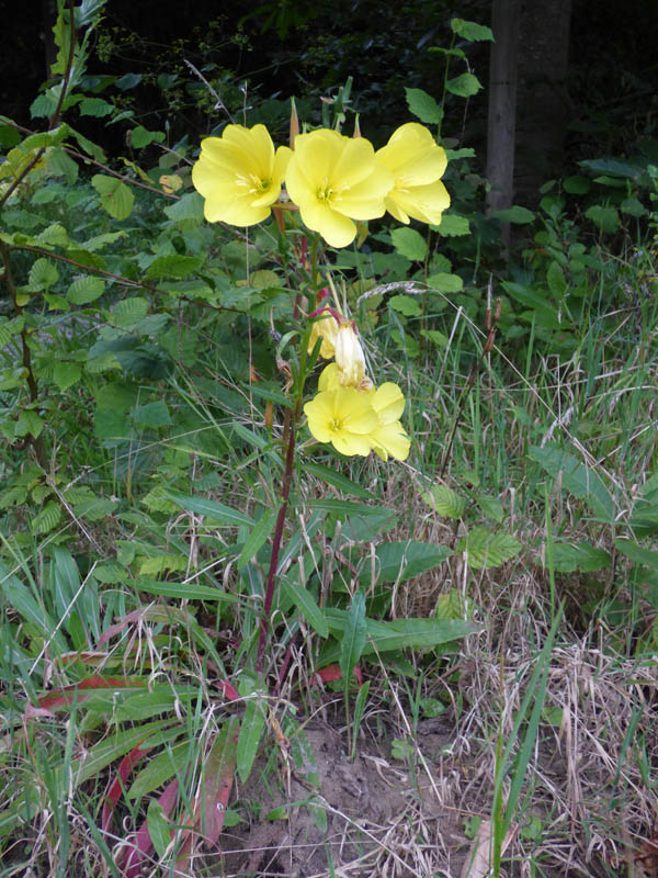 Oenothera glazioviana